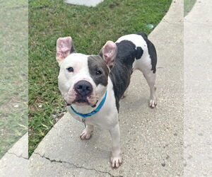 American Staffordshire Terrier-Unknown Mix Dogs for adoption in New Orleans, LA, USA