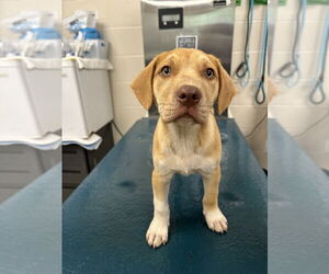 Labrador Retriever-Unknown Mix Dogs for adoption in Mobile, AL, USA