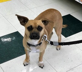 Chug Dogs for adoption in Buffalo, NY, USA