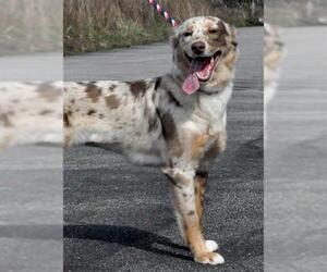 Border-Aussie Dogs for adoption in Canfield, OH, USA