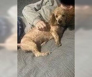 Poodle (Miniature)-Unknown Mix Dogs for adoption in Foristell, MO, USA