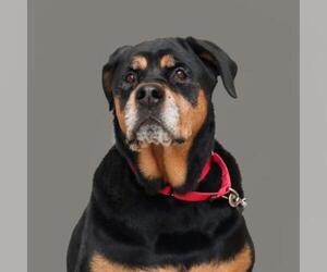 Rottweiler Dogs for adoption in Parma, OH, USA