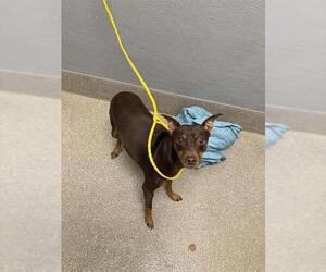 Miniature Pinscher-Unknown Mix Dogs for adoption in Las Vegas, NV, USA