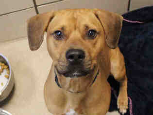 Bullboxer Pit Dogs for adoption in Fort Wayne, IN, USA