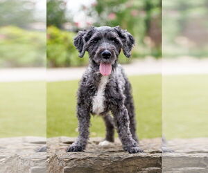 Poodle (Miniature)-Unknown Mix Dogs for adoption in McKinney, TX, USA