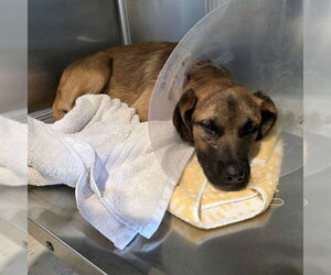 German Shepherd Dog-Unknown Mix Dogs for adoption in Long Beach, CA, USA