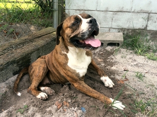 Boxer-Unknown Mix Dogs for adoption in Middleburg, FL, USA