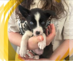 Chihuahua-Siberian Husky Mix Dogs for adoption in Princeton, MN, USA