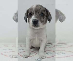 Australian Shepherd-Unknown Mix Dogs for adoption in Brewster, NY, USA