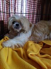 Shih Tzu Dogs for adoption in Akron, OH, USA
