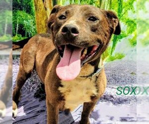 American Bulldog-Unknown Mix Dogs for adoption in Pena Blanca, NM, USA