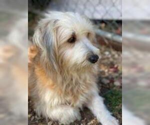 Coton de Tulear Dogs for adoption in Waco, TX, USA