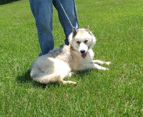 Alaskan Husky Dogs for adoption in Danbury, CT, USA