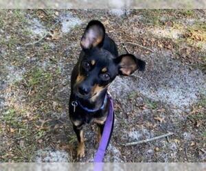 Miniature Pinscher Dogs for adoption in Hampton Bays, NY, USA