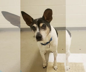 Rat Terrier Dogs for adoption in Alexandria, VA, USA