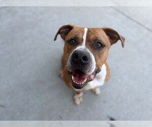 American Pit Bull Terrier-Unknown Mix Dogs for adoption in Tulsa, OK, USA