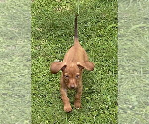 Chiweenie Dogs for adoption in FRAMINGHAM, MA, USA