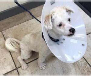 Maltese Dogs for adoption in Clinton, OK, USA