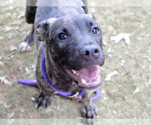 Plott Hound-Unknown Mix Dogs for adoption in Tallahassee, FL, USA