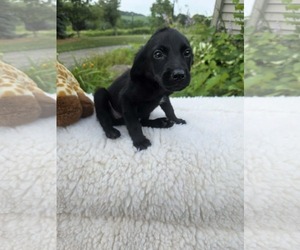 Labrador Retriever-Unknown Mix Dogs for adoption in SHERBURNE, NY, USA