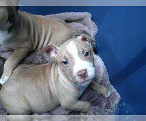 American Pit Bull Terrier-Unknown Mix Dogs for adoption in Oklahoma City, OK, USA