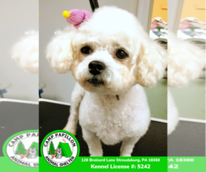 Bichon Frise Dogs for adoption in Stroudsburg, PA, USA