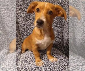 Chiweenie Dogs for adoption in Newark, DE, USA