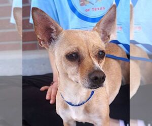 Chihuahua Dogs for adoption in Carrollton, TX, USA