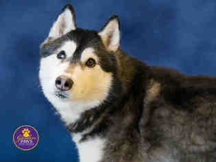 Medium Photo #1 Siberian Husky Puppy For Sale in Norfolk, VA, USA