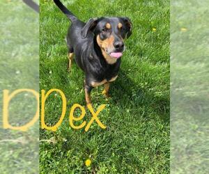 Black and Tan Coonhound-Labrador Retriever-Unknown Mix Dogs for adoption in Kendallville, IN, USA