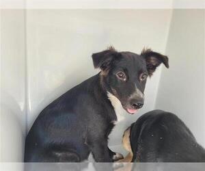 Border Collie-Unknown Mix Dogs for adoption in Houston, TX, USA