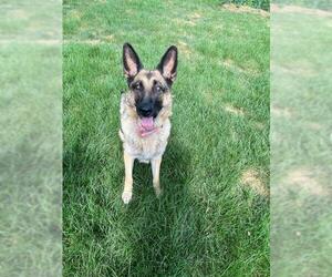 German Shepherd Dog Dogs for adoption in Des Moines, IA, USA
