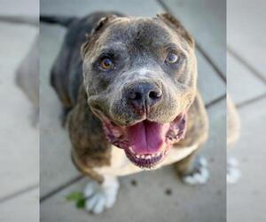 American Pit Bull Terrier Dogs for adoption in Lodi, CA, USA