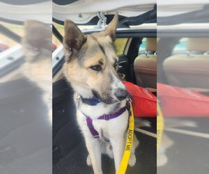 Gerberian Shepsky Dogs for adoption in Brighton, CO, USA