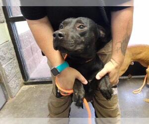 Mutt Dogs for adoption in Tulsa, OK, USA
