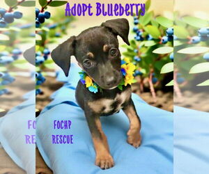 Dachshund Dogs for adoption in Menifee, CA, USA