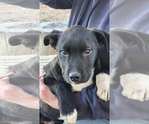 Mutt Dogs for adoption in Incline Village, NV, USA