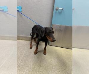 Medium Photo #1 Doberman Pinscher-Unknown Mix Puppy For Sale in Las Vegas, NV, USA