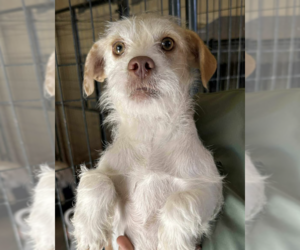 Mutt Dogs for adoption in Cranston, RI, USA