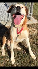 Boxer-Unknown Mix Dogs for adoption in Rustburg, VA, USA