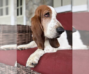 Basset Hound Dogs for adoption in Deepwater, NJ, USA