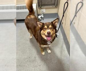 Aussie Siberian Dogs for adoption in Louisville, KY, USA