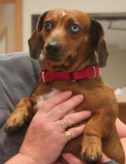 Dachshund Dogs for adoption in Bemidji, MN, USA