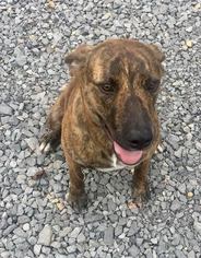 Boxer Dogs for adoption in Scottsboro, AL, USA