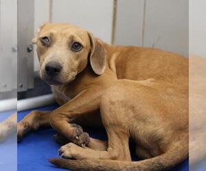 Mutt Dogs for adoption in San Antonio, TX, USA