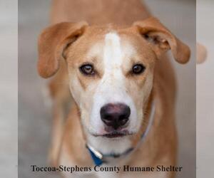 Black and Tan Coonhound-Labrador Retriever-Unknown Mix Dogs for adoption in Toccoa, GA, USA