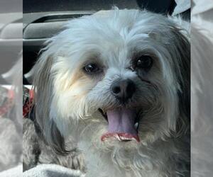 Maltipom Dogs for adoption in McKinney, TX, USA