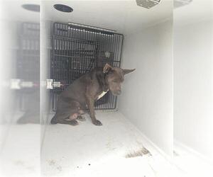 Labrador Retriever Dogs for adoption in Houston, TX, USA