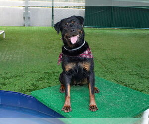 Rottweiler Dogs for adoption in Pasadena, CA, USA