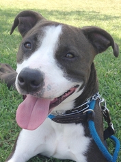 American Pit Bull Terrier-Unknown Mix Dogs for adoption in Fullerton, CA, USA